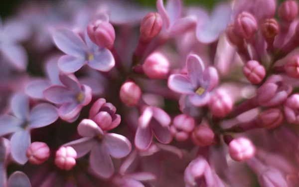 nature lilac HD Desktop Wallpaper | Background Image