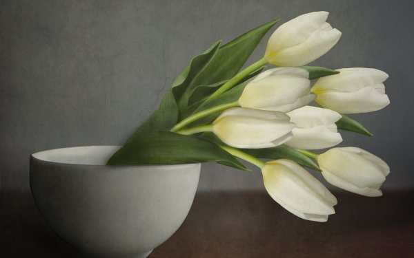Man Made Flower Tulip HD Wallpaper | Background Image