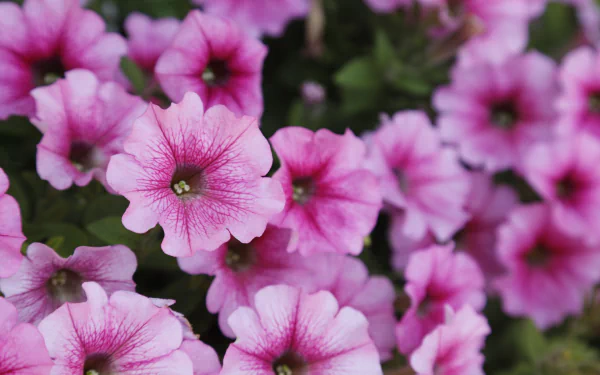 nature petunia HD Desktop Wallpaper | Background Image