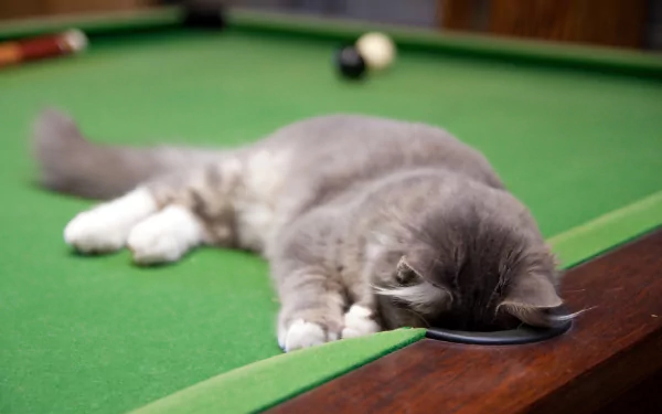 A gray and white cat rests with its head on a pool table near a cue ball, shown in an HD desktop wallpaper.