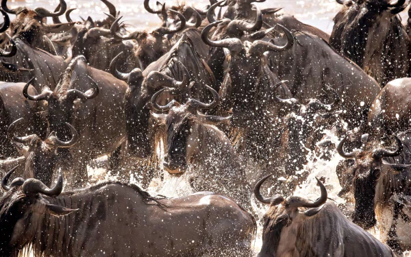 Animal wildebeest HD Desktop Wallpaper | Background Image