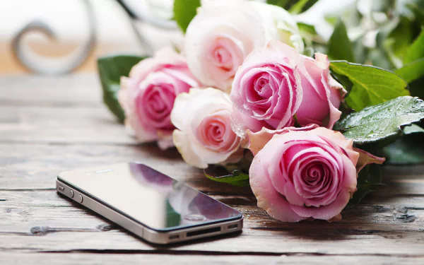 smartphone bouquet rose photography still life HD Desktop Wallpaper | Background Image