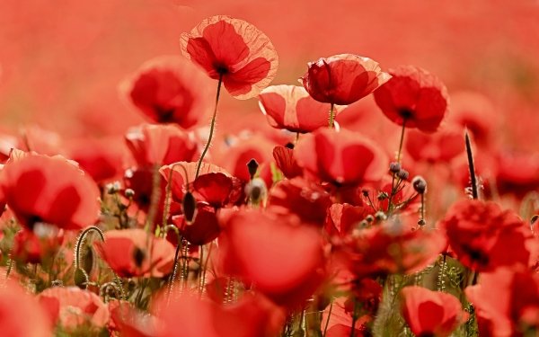 Nature Poppy Flowers HD Wallpaper | Background Image