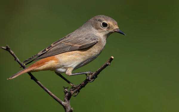 Animal redstart HD Desktop Wallpaper | Background Image