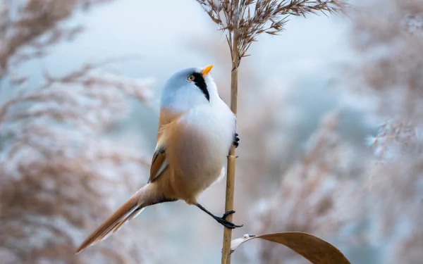 bird Animal bearded reedling HD Desktop Wallpaper | Background Image