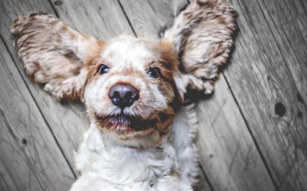 dog Animal cocker spaniel HD Desktop Wallpaper | Background Image