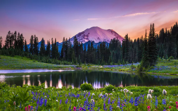Sunset over Mount Rainier National Park in the USA, with a lake reflecting the sky and wildflowers blooming in the foreground, captured in stunning 4K Ultra HD.