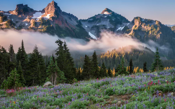 A vibrant meadow of wildflowers beside a forest lake, shrouded in fog with towering Mount Rainier and rugged mountains in the background, captured in stunning 4K Ultra HD.