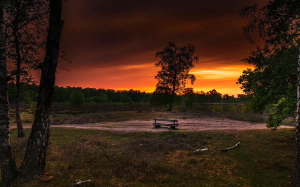 birch sunset man made bench HD Desktop Wallpaper | Background Image