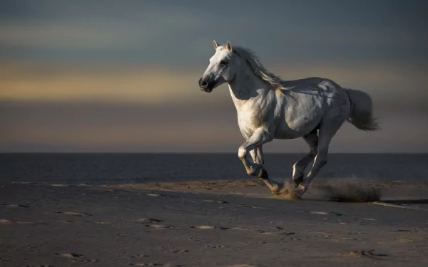 HD PC desktop wallpaper featuring a white horse galloping across a sandy plain under a moody, dimly lit sky.
