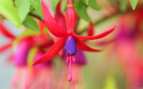 nature fuchsia HD Desktop Wallpaper | Background Image