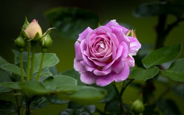 Earth Rose Flowers HD Wallpaper | Background Image