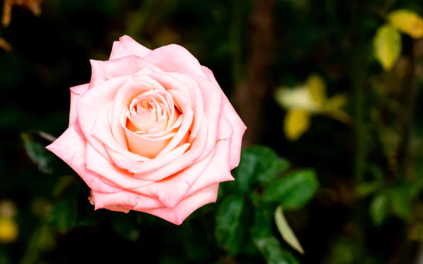 nature rose HD Desktop Wallpaper | Background Image