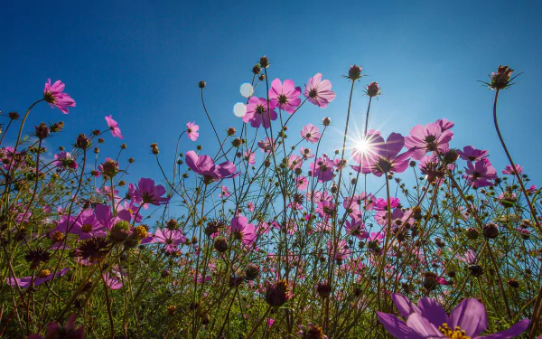 nature Cosmos (Plant) HD Desktop Wallpaper | Background Image