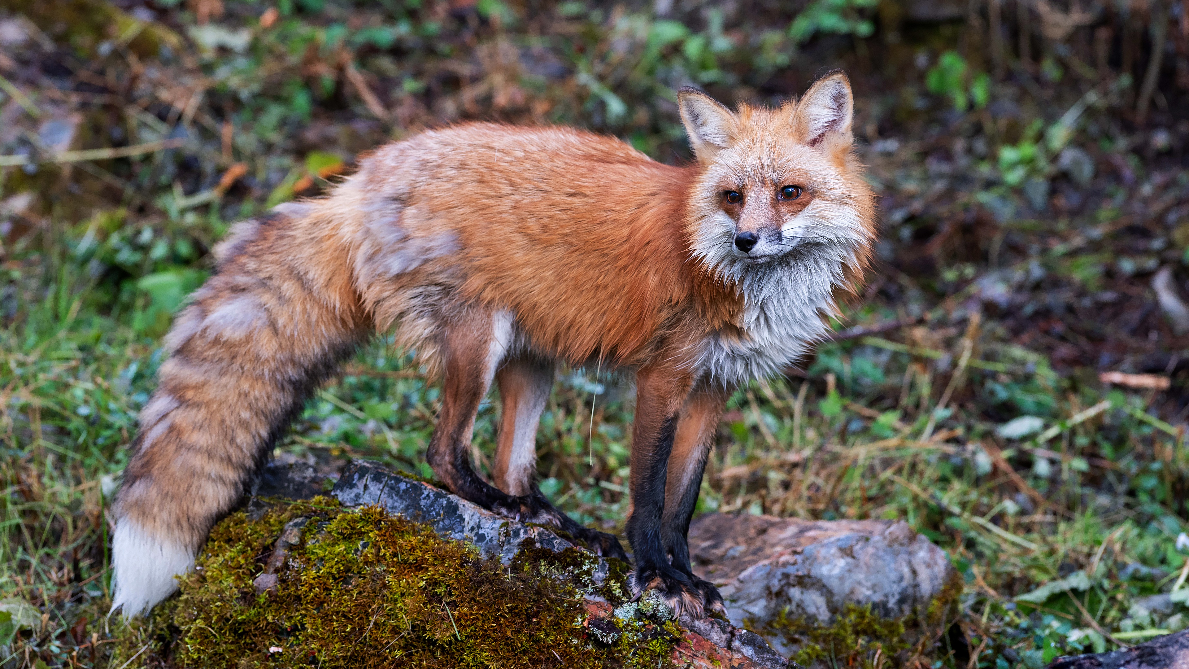 Zorro 4k Ultra Fondo de pantalla HD | Fondo de Escritorio | 3840x2160