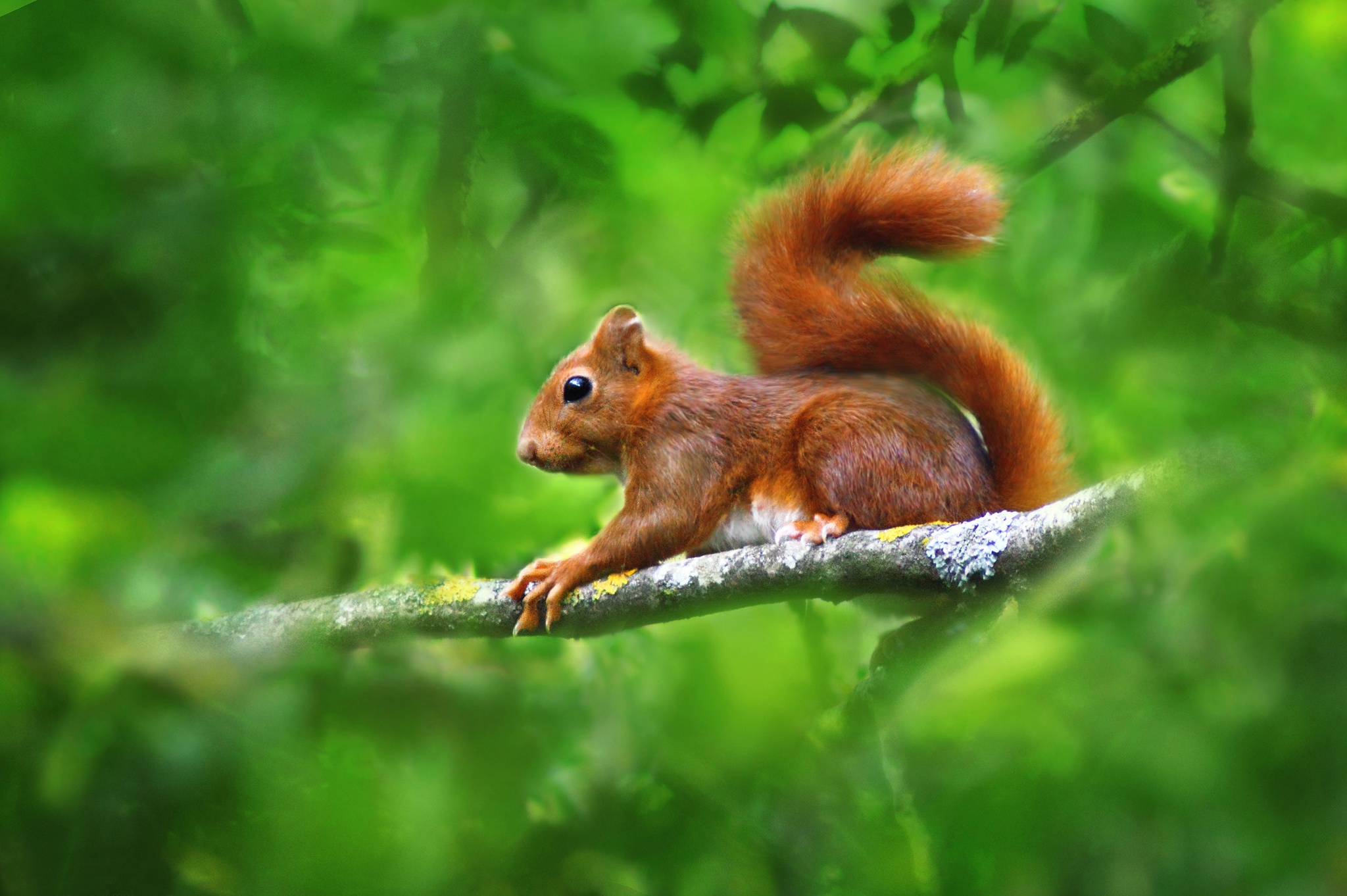 Animal Squirrel HD Wallpaper