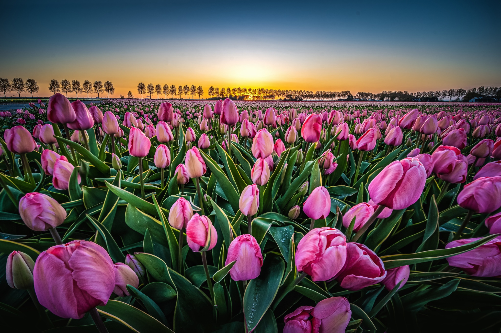 Download Netherlands Flower Field Nature Tulip HD Wallpaper