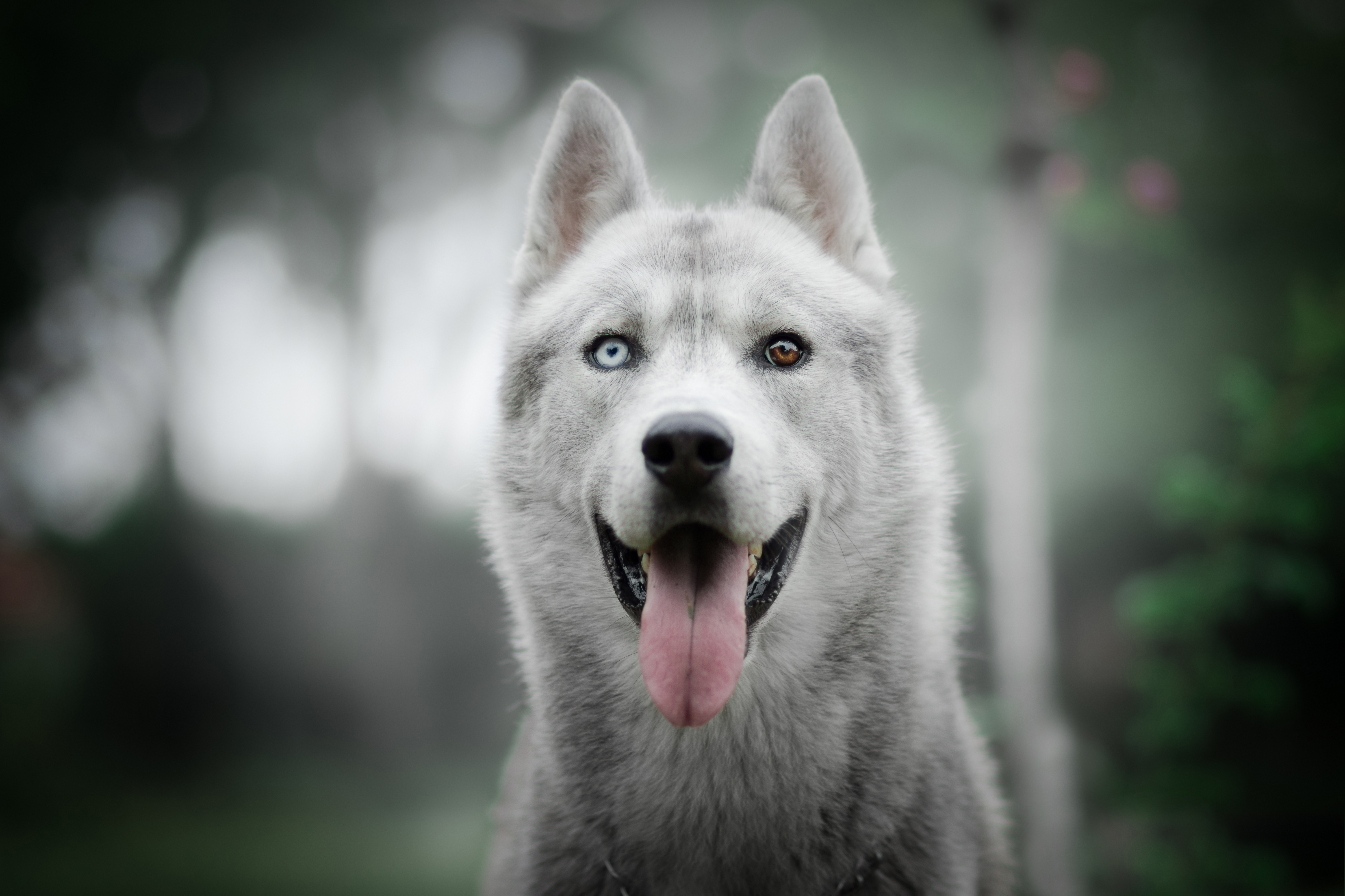 3840x2160 Siberian Husky Dog Breed 4K ,HD 4k Wallpapers,Images,Backgrounds,Photos and Pictures