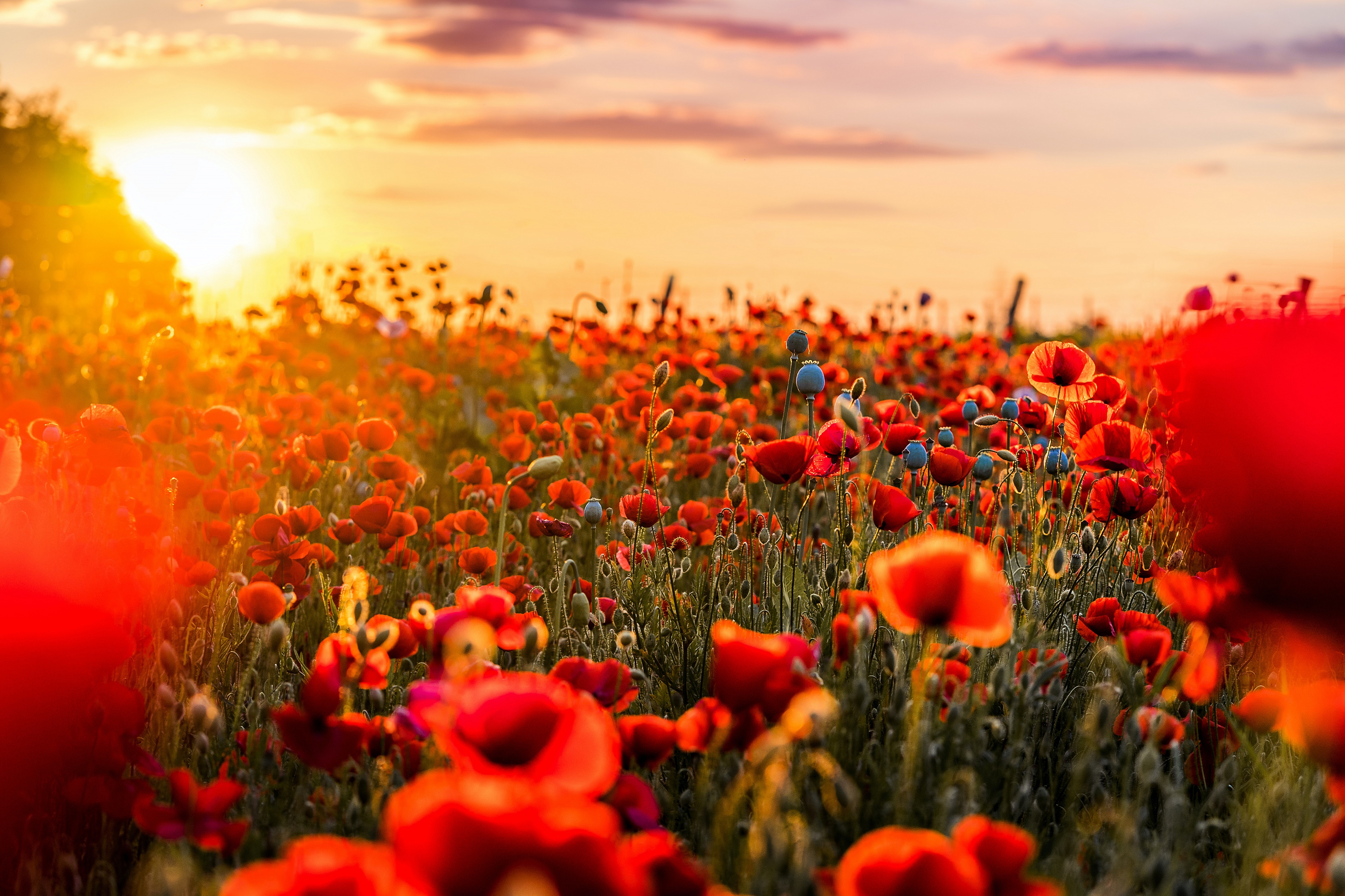 Download Red Flower Nature Flower Sunset Summer Poppy 4k Ultra HD Wallpaper
