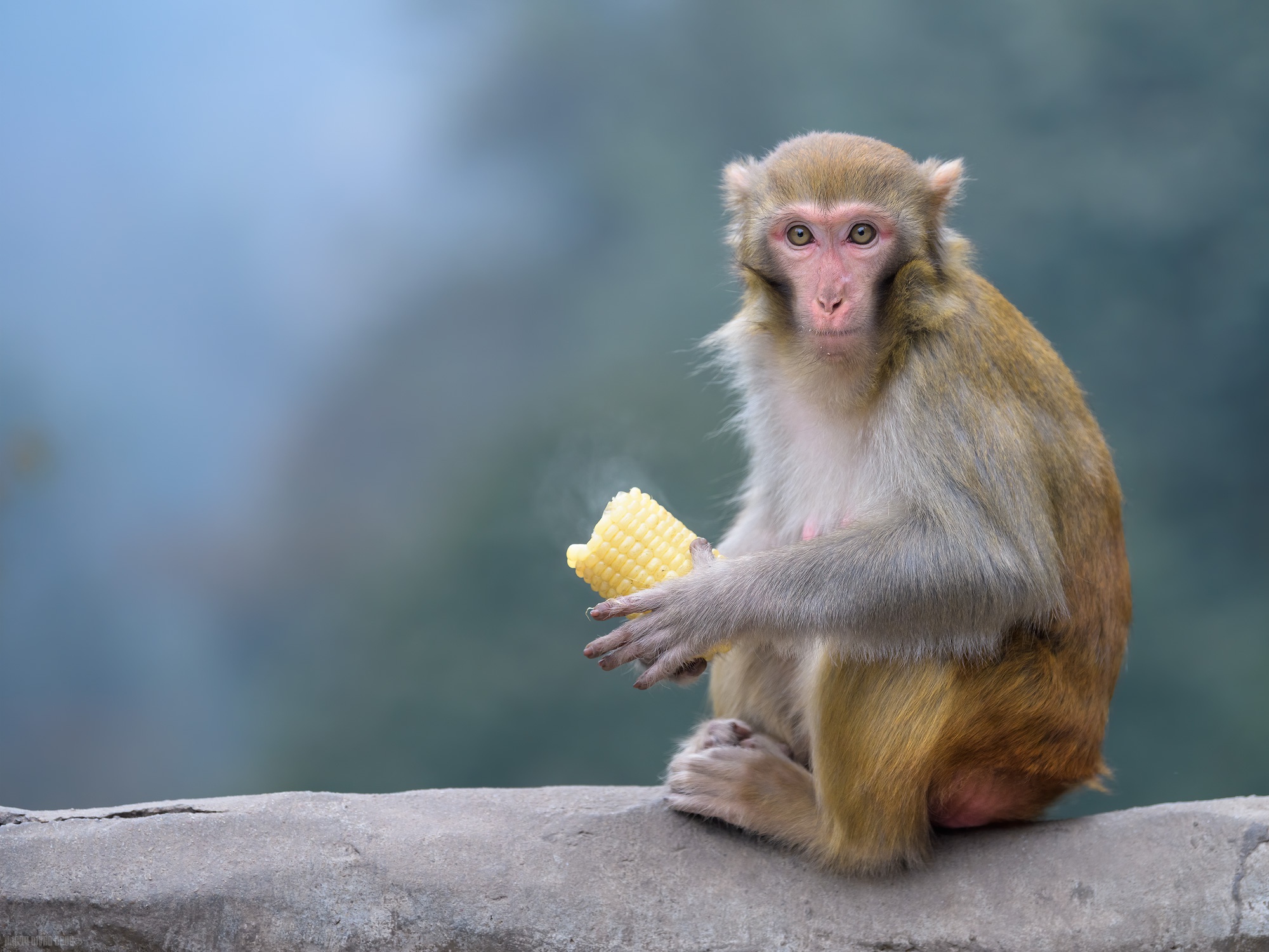 Animal Macaque HD Wallpaper | Background Image