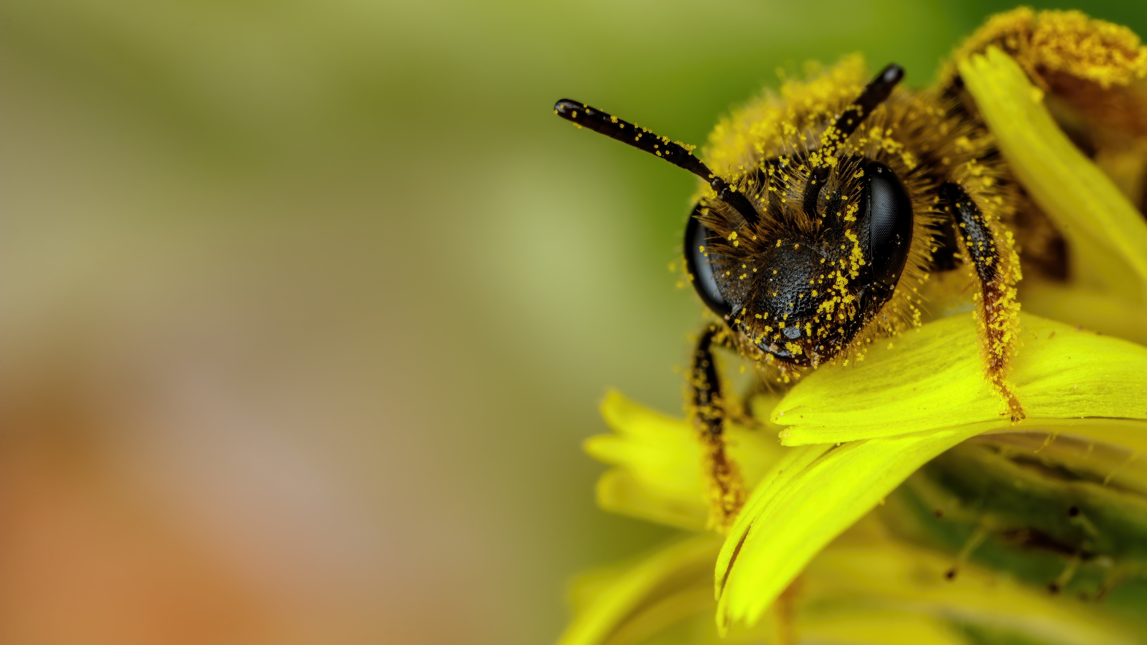 Download Animal Bee 4k Ultra HD Wallpaper