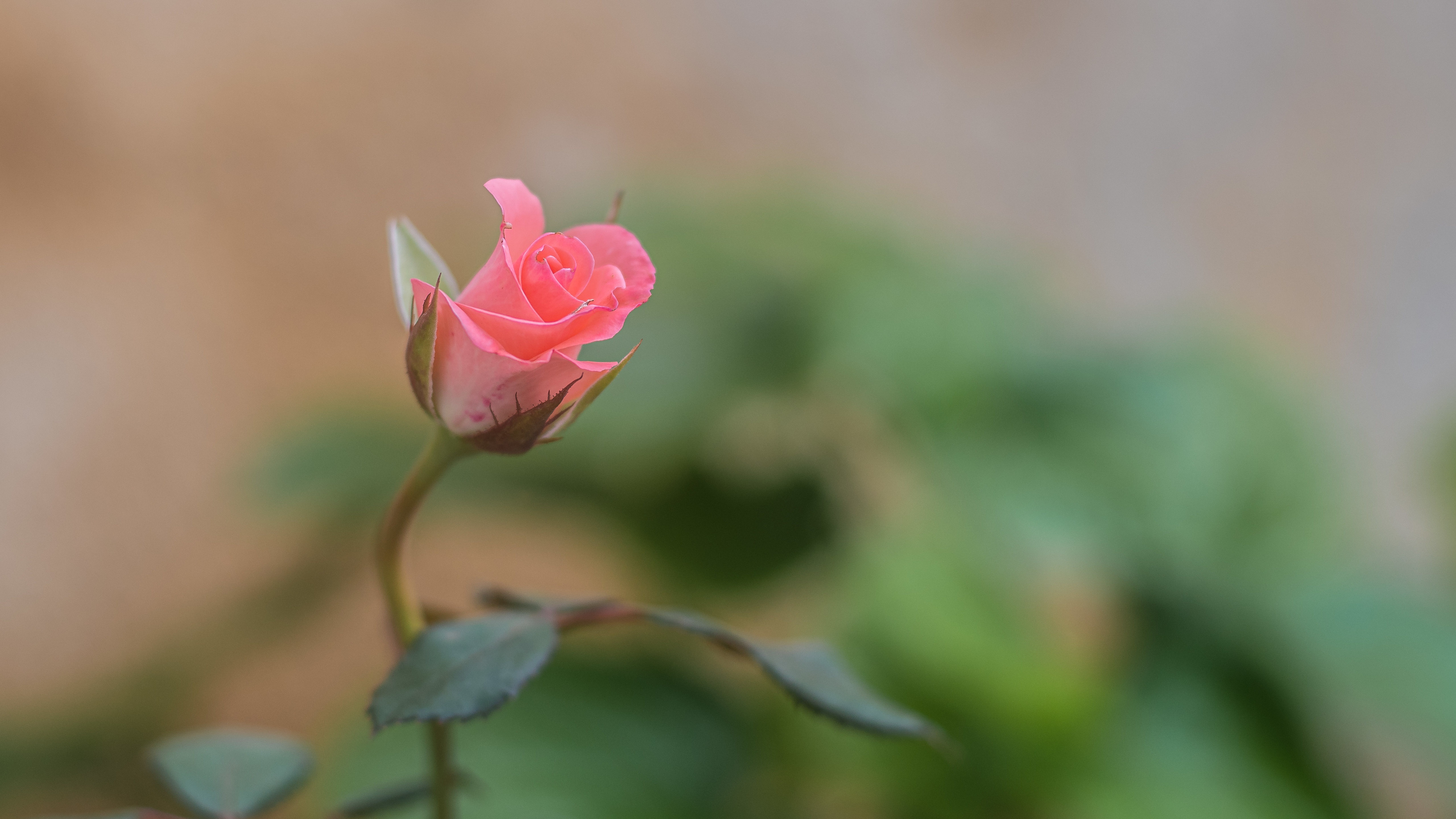 Single Pink Rosebud