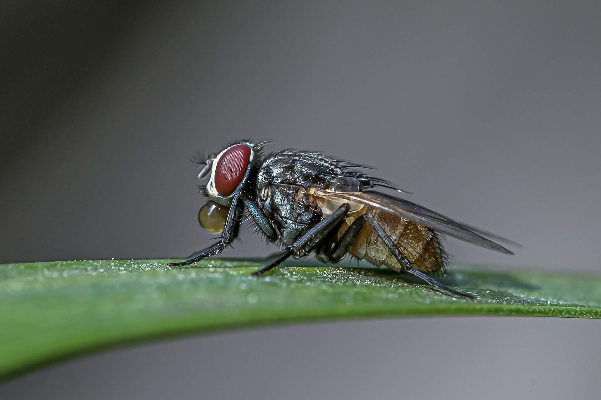 Animal Fly HD Wallpaper