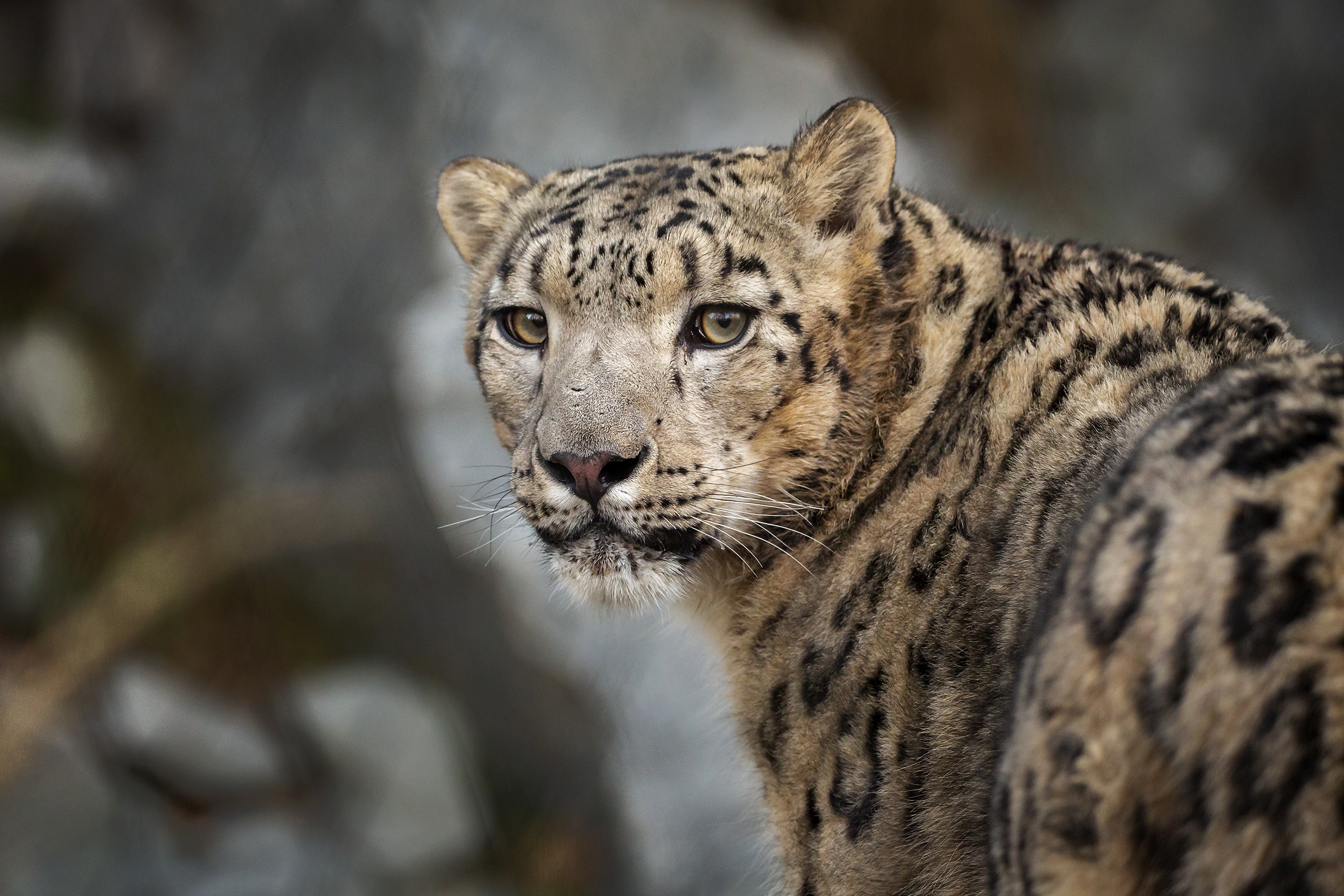 雪豹高清壁纸 桌面背景 2700x1800