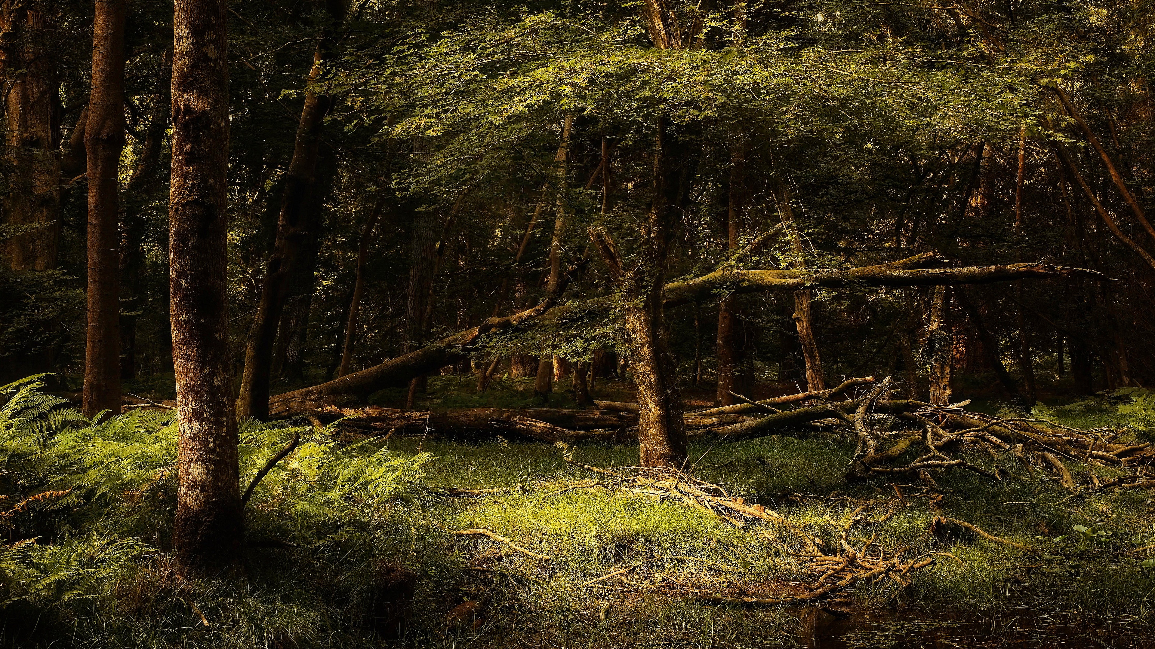 Earth Forest HD Wallpaper | Background Image