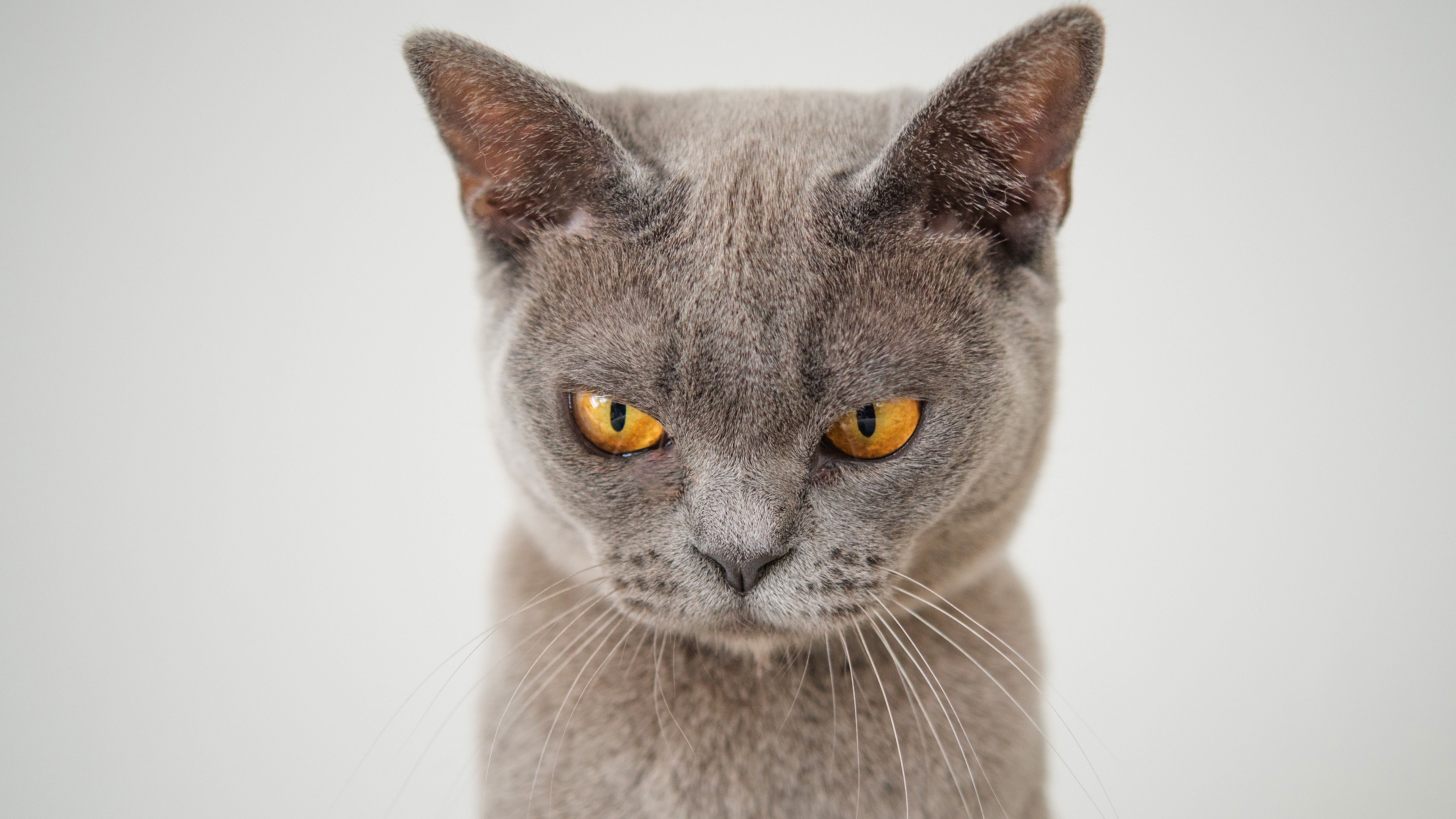 Cat 4k Ultra HD Wallpaper
