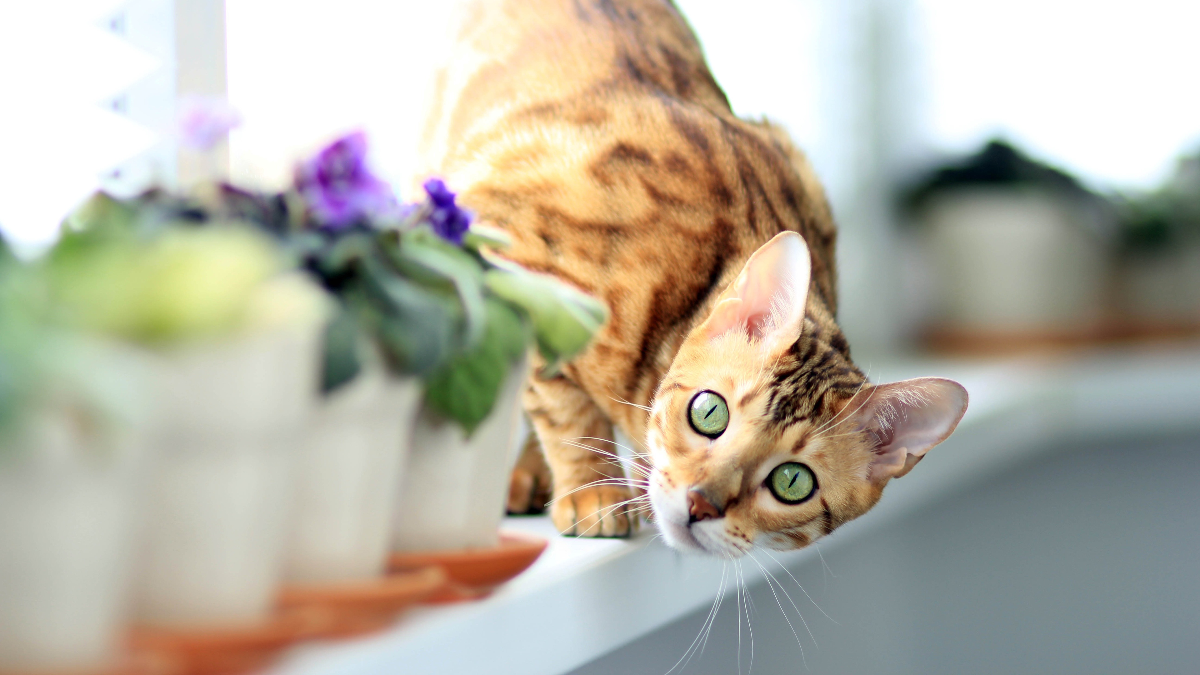 Download Animal Cat 4k Ultra HD Wallpaper