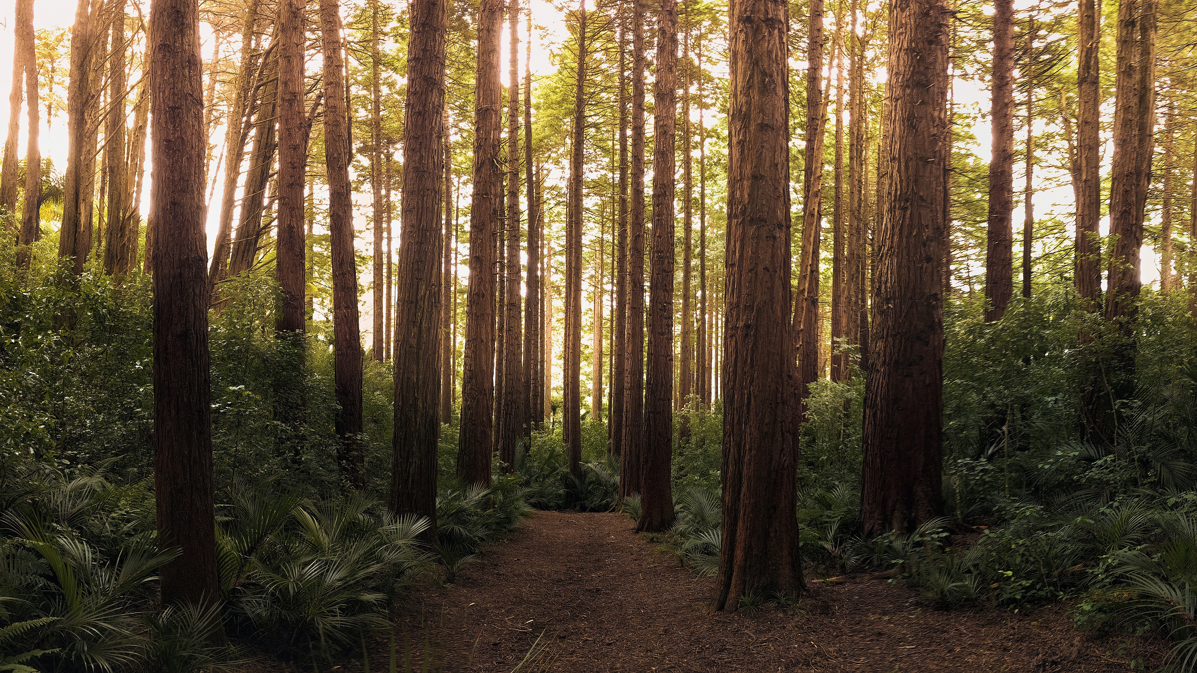 Nature Path HD Wallpaper | Background Image