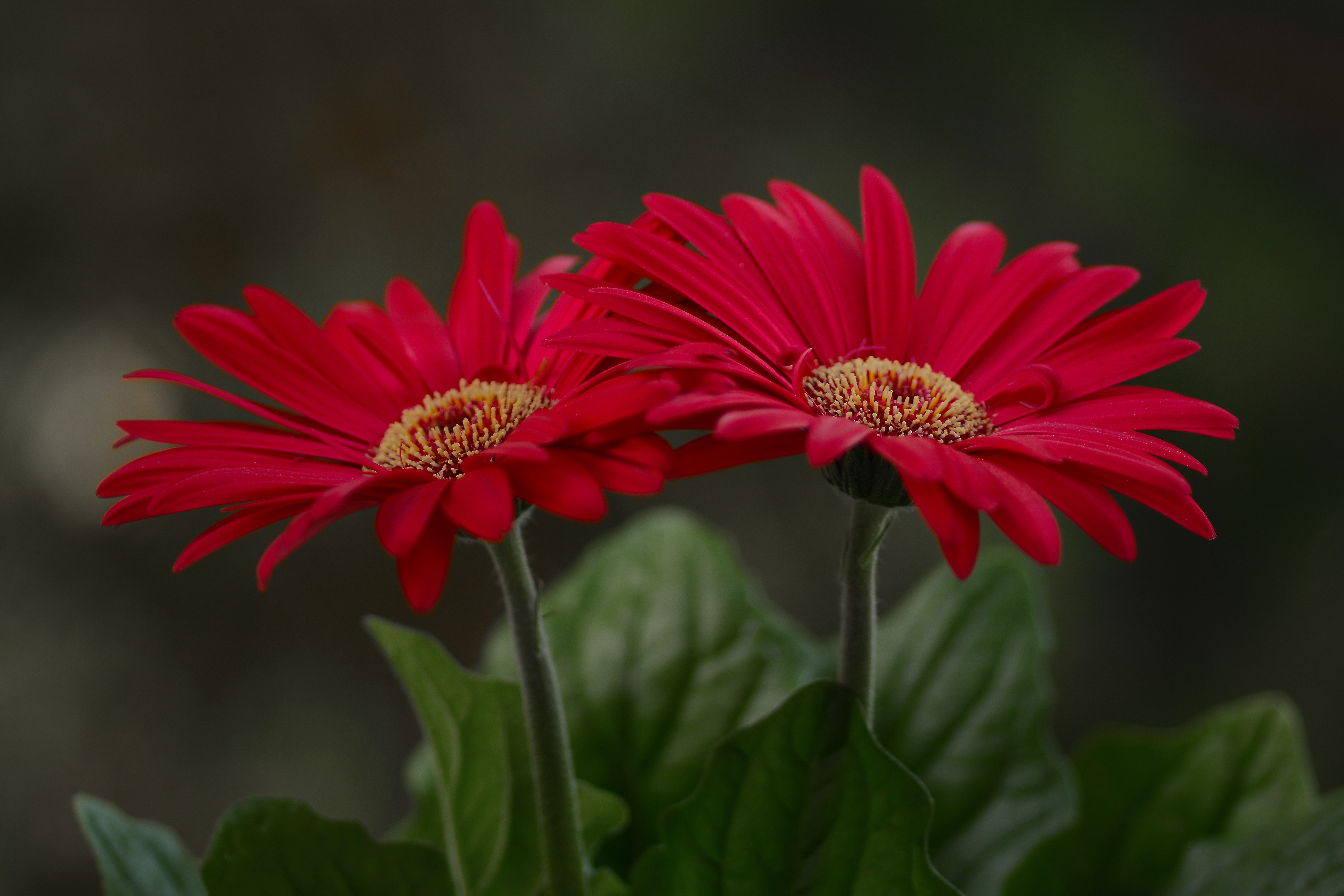 Download wallpaper 938x1668 gerbera flower blur stem iphone 876s6 for  parallax hd background