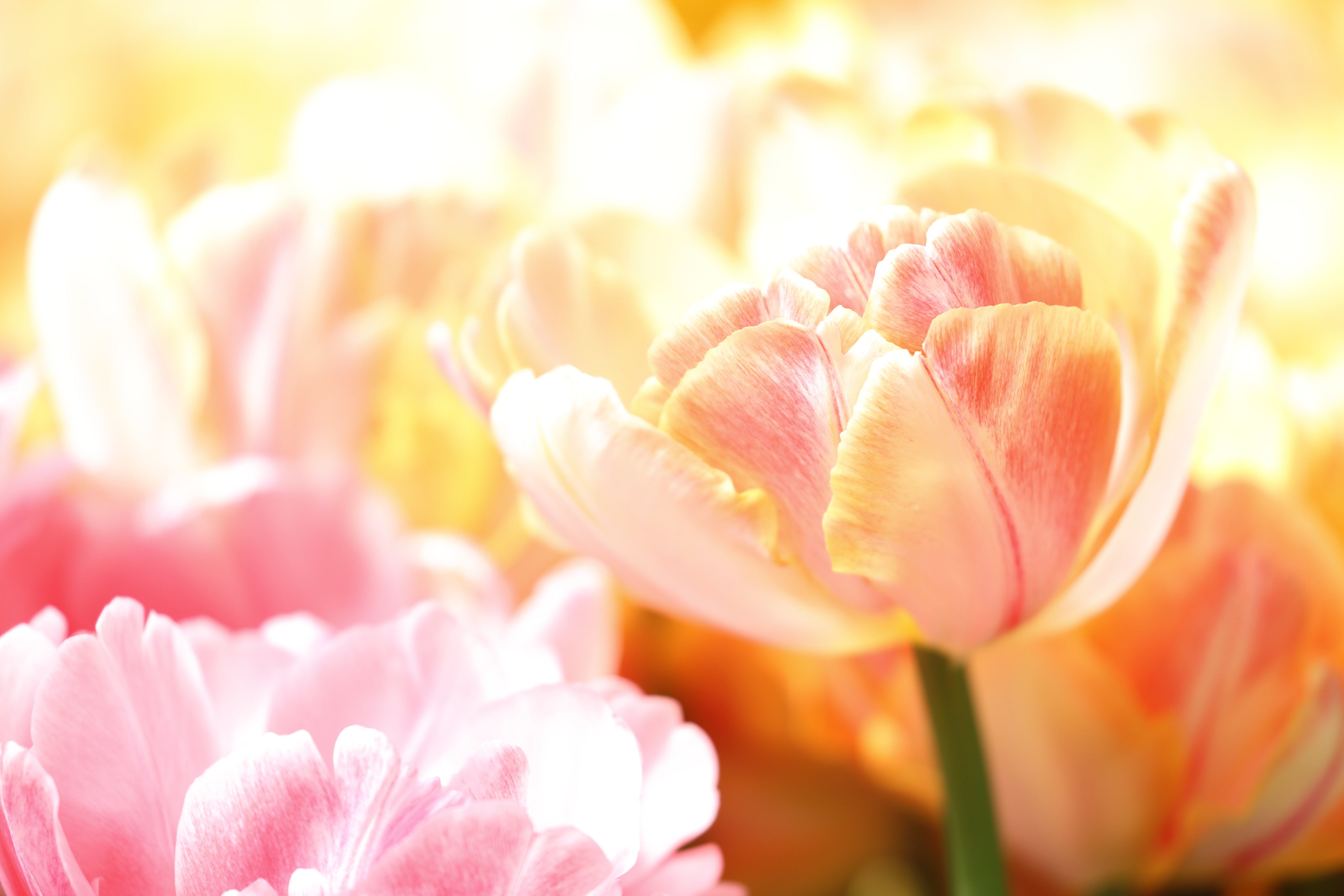 Download Nature Tulip 4k Ultra HD Wallpaper