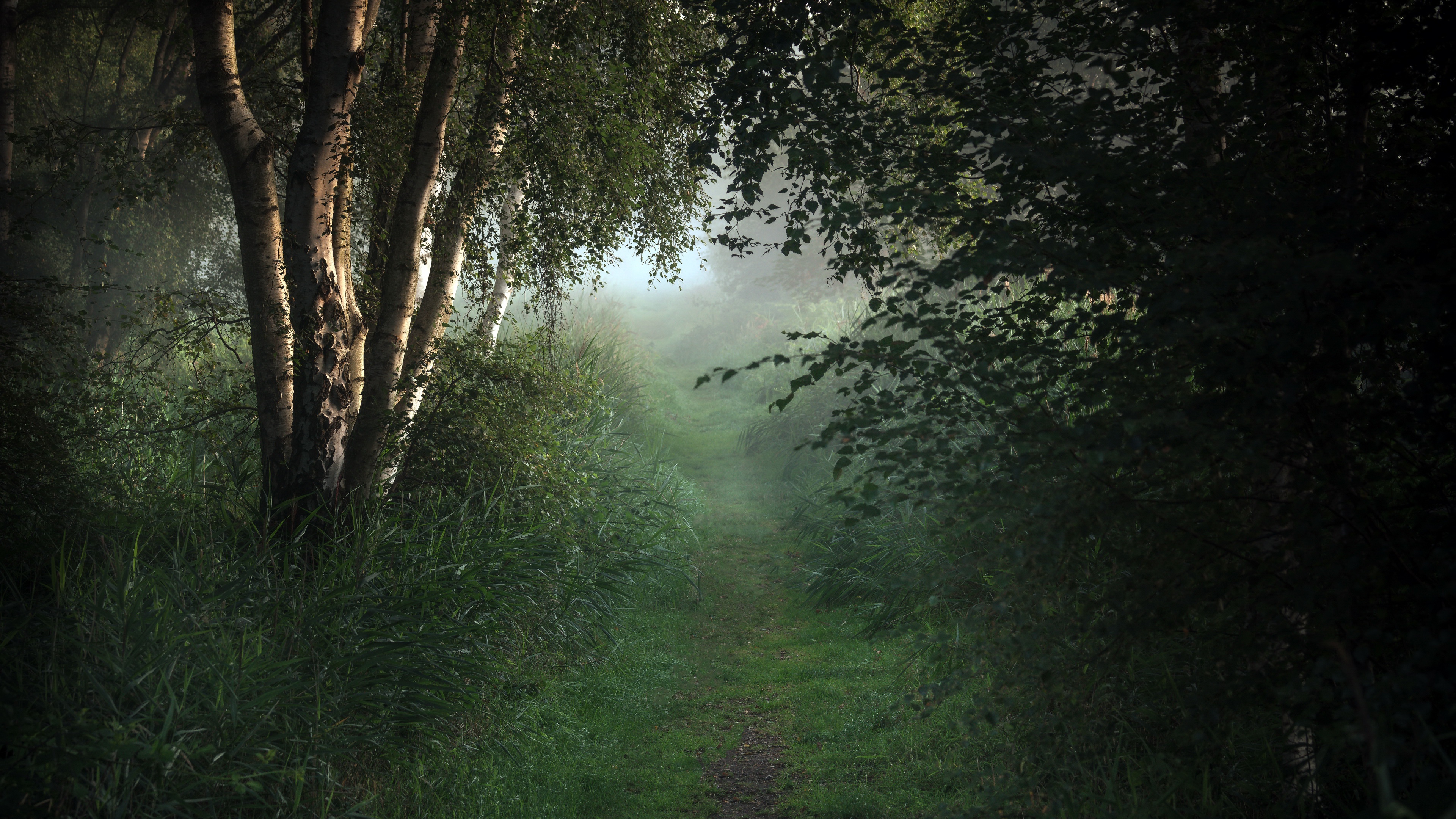 Nature Path HD Wallpaper | Background Image
