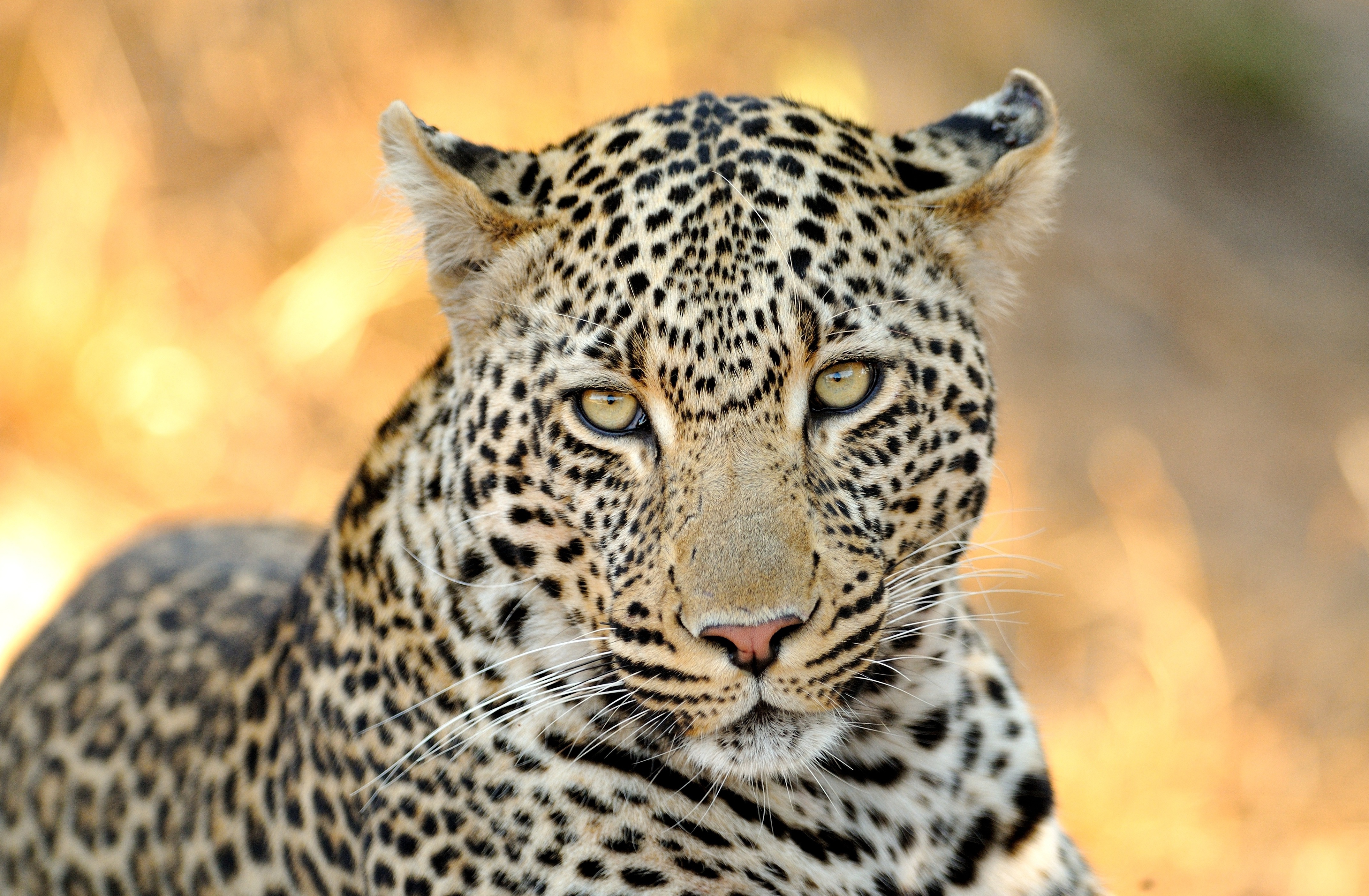 Leopard 4k Black Background Hd Animals 4k Wallpapers - vrogue.co