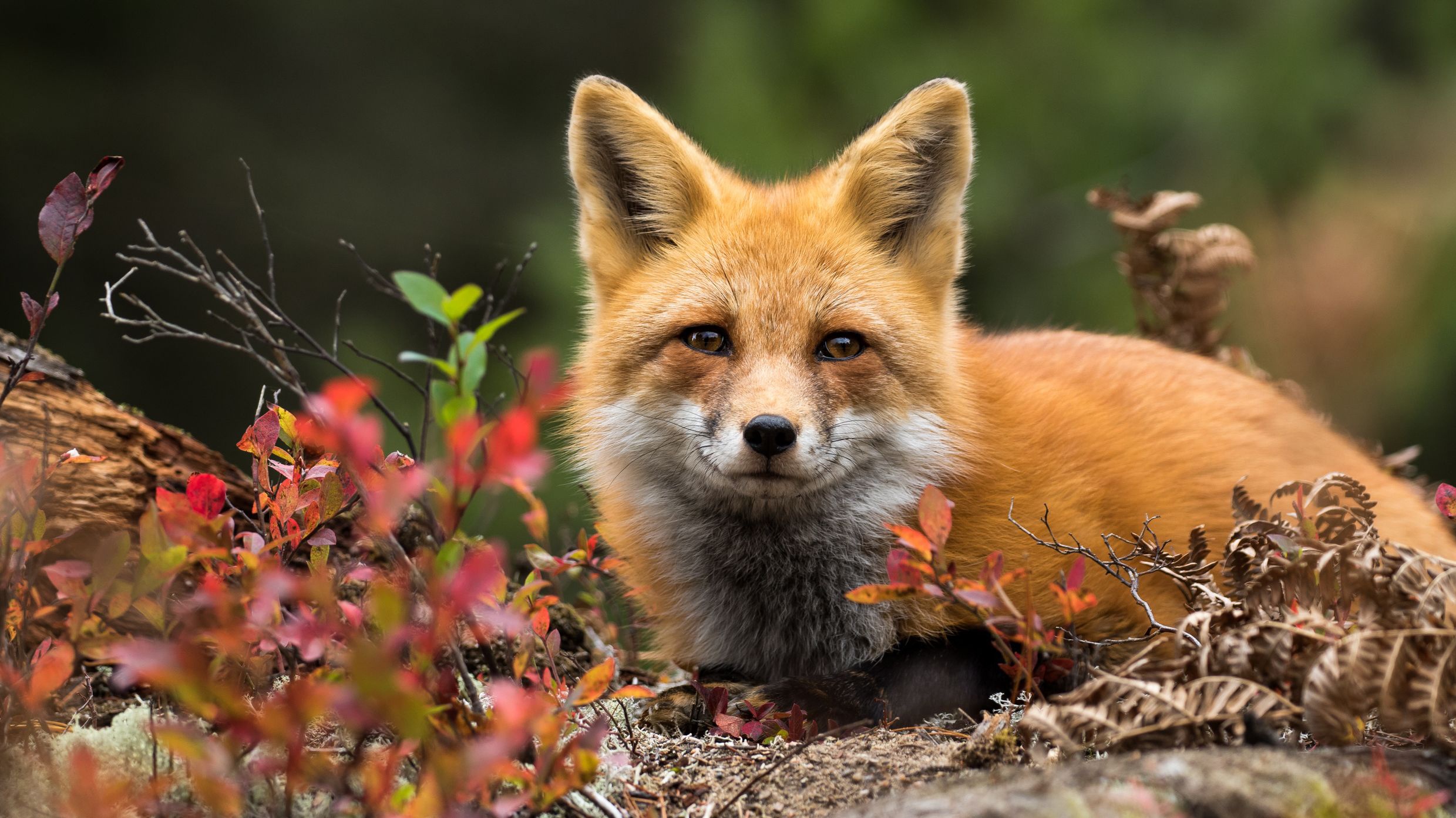 Download Animal Fox HD Wallpaper