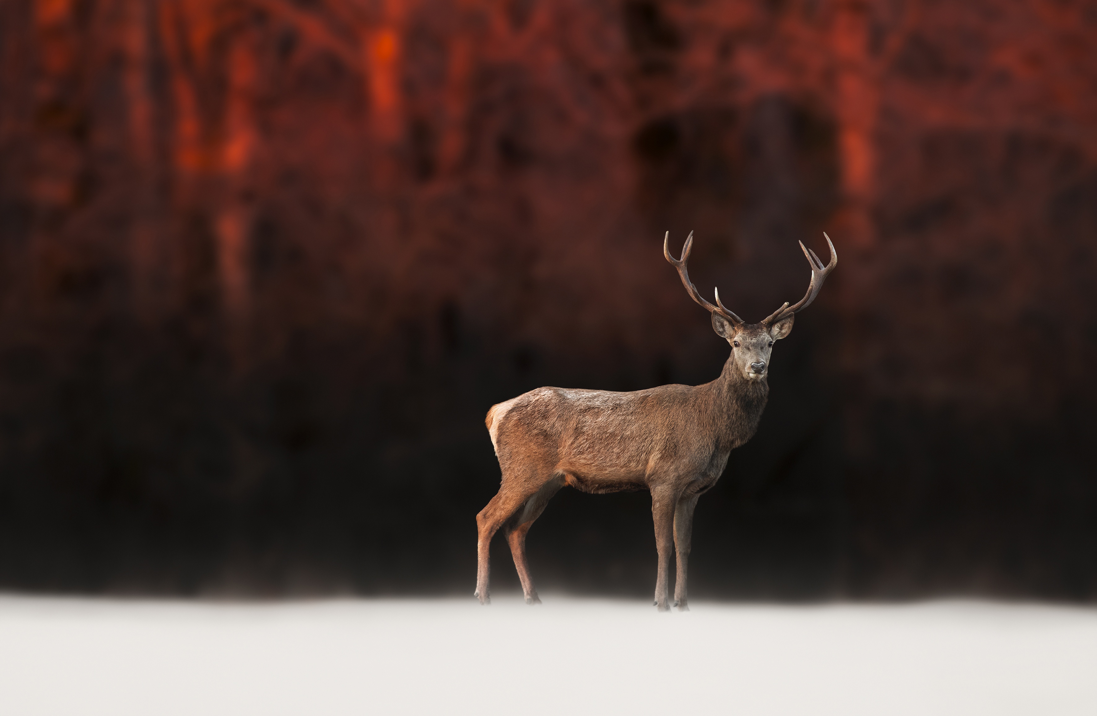 Deer HD Wallpaper | Background Image | 3543x2314