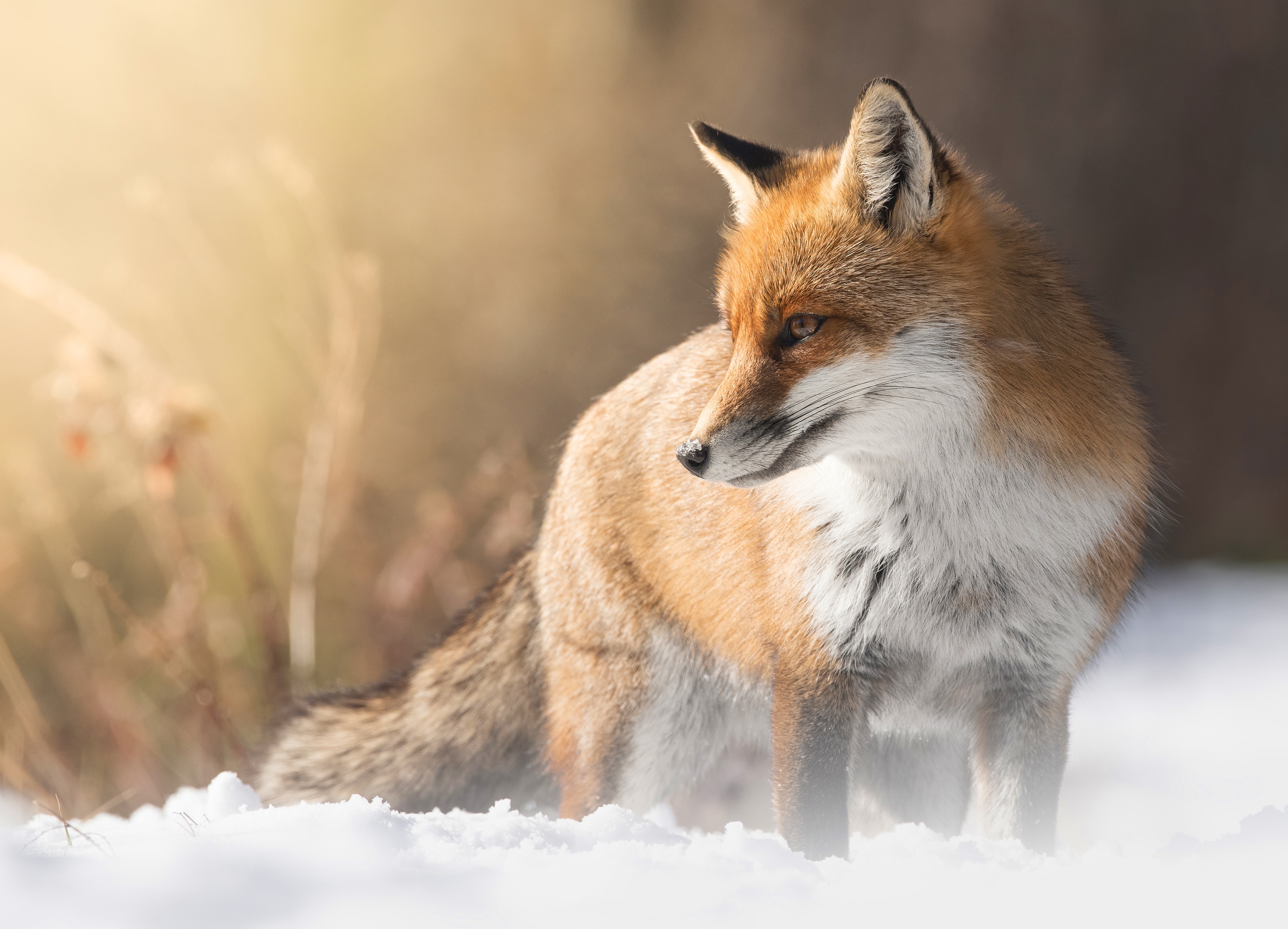 Download Animal Fox HD Wallpaper