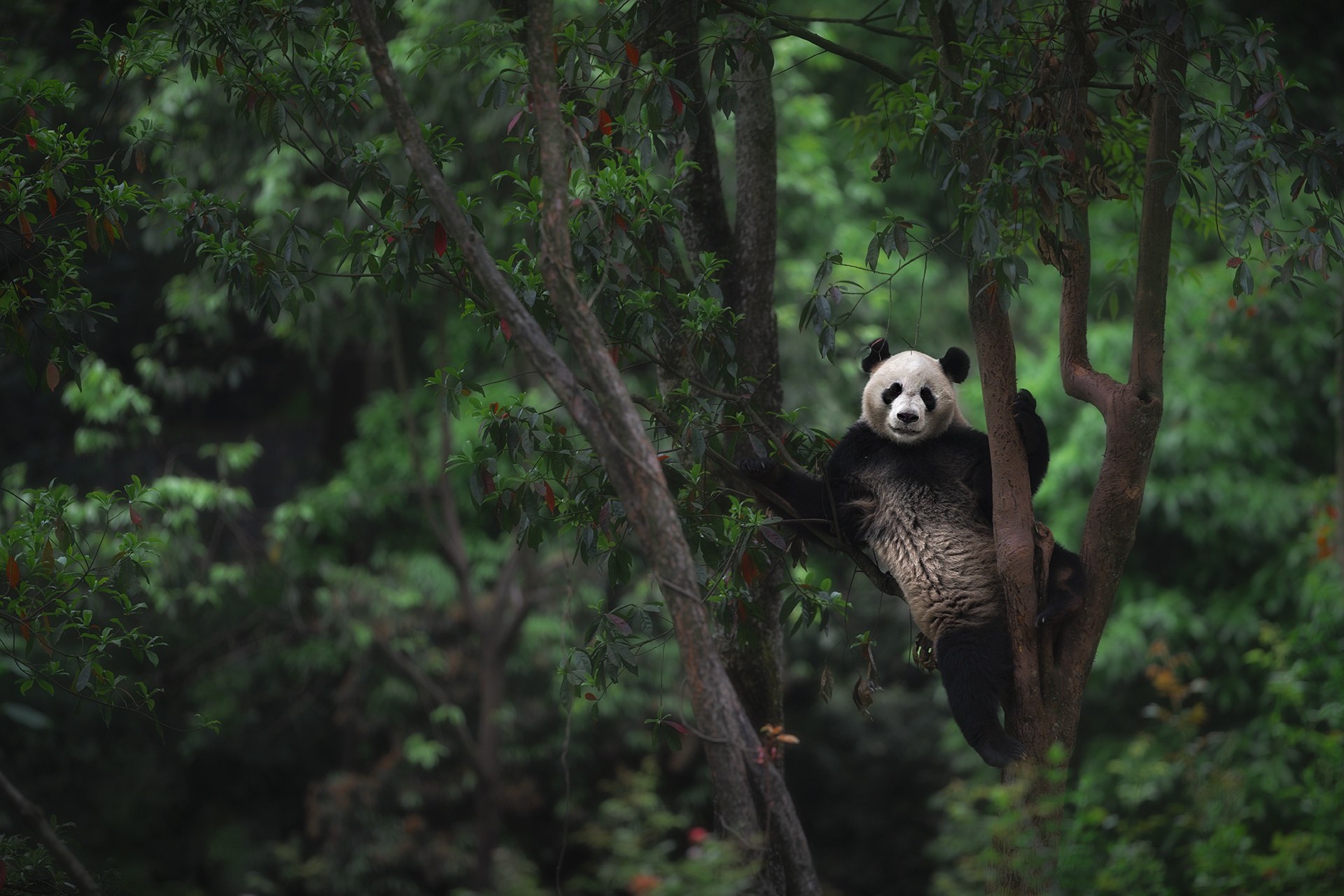 Panda HD Wallpaper | Background Image | 1920x1281 | ID:1097358