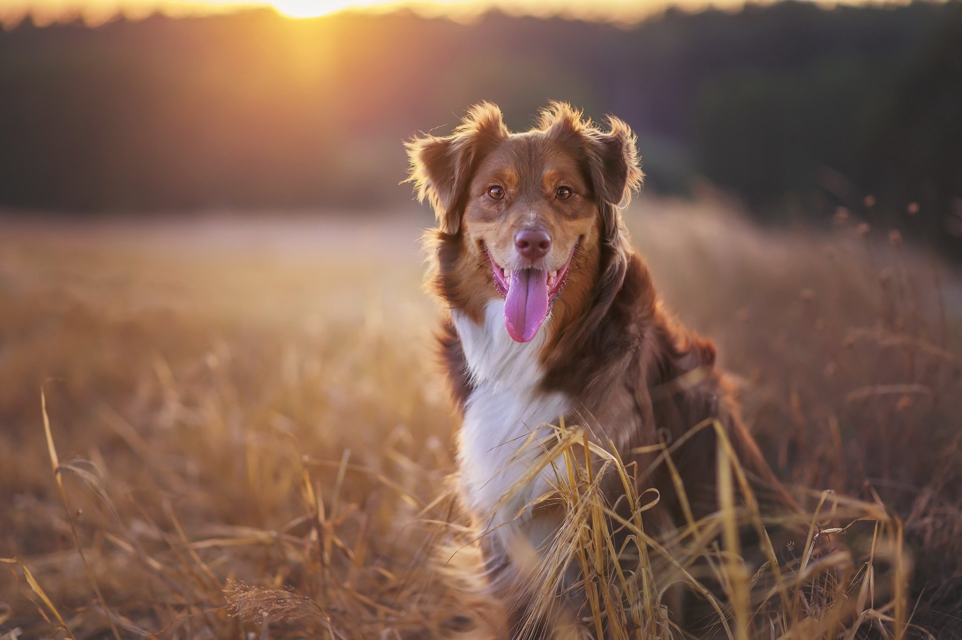 HD PC desktop wallpaper showing an Australian shepherd dog in a sunlit field at golden hour, tongue out and alert