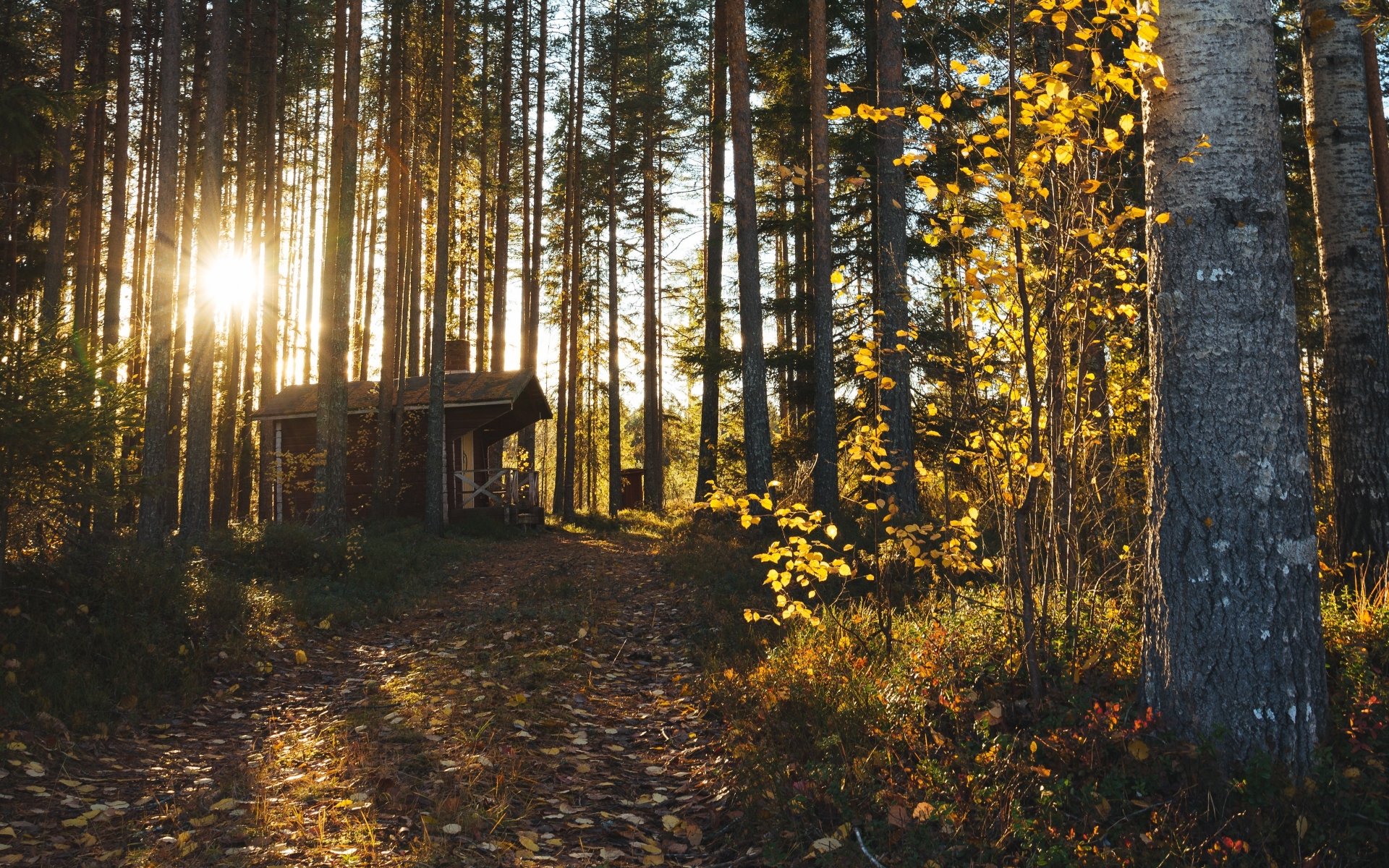 Download Sunbeam Forest Fall Man Made Cabin 4k Ultra HD Wallpaper