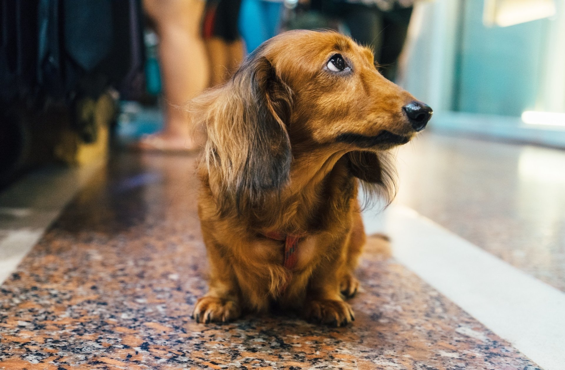 Download Animal Dachshund HD Wallpaper