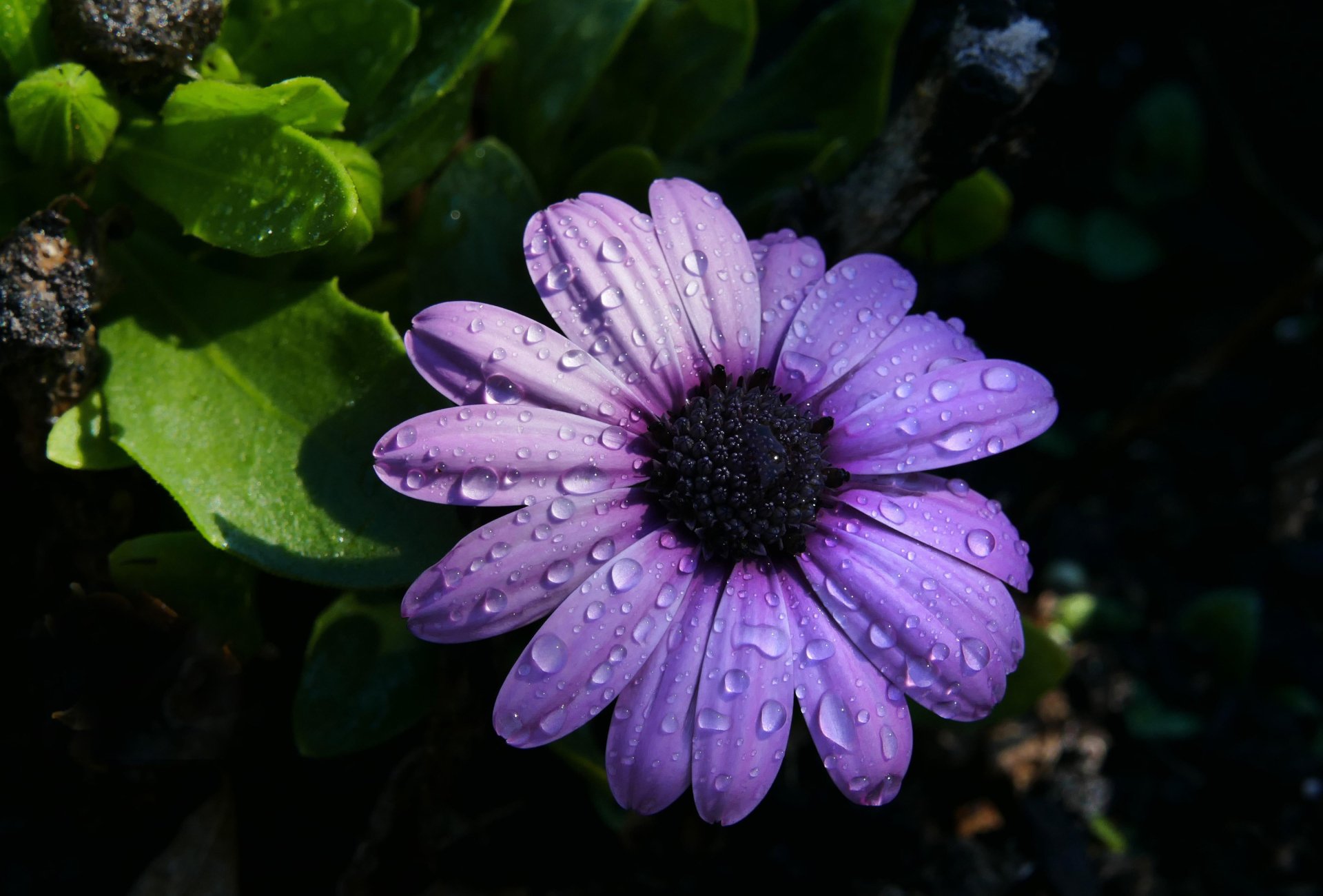 Download Purple Flower Daisy Water Drop Flower Osteospermum Nature HD Wallpaper