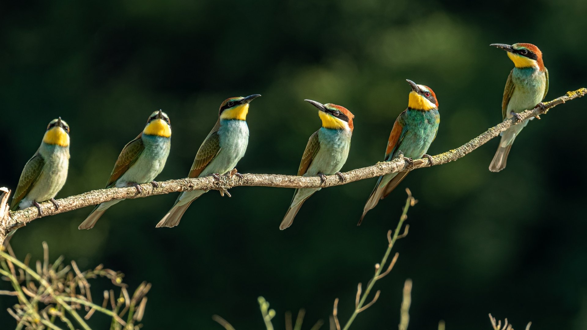 Row of colorful bee-eater birds, a bird species (Animal), perched on a branch against blurred green foliage — 4K Ultra HD PC desktop wallpaper and background.
