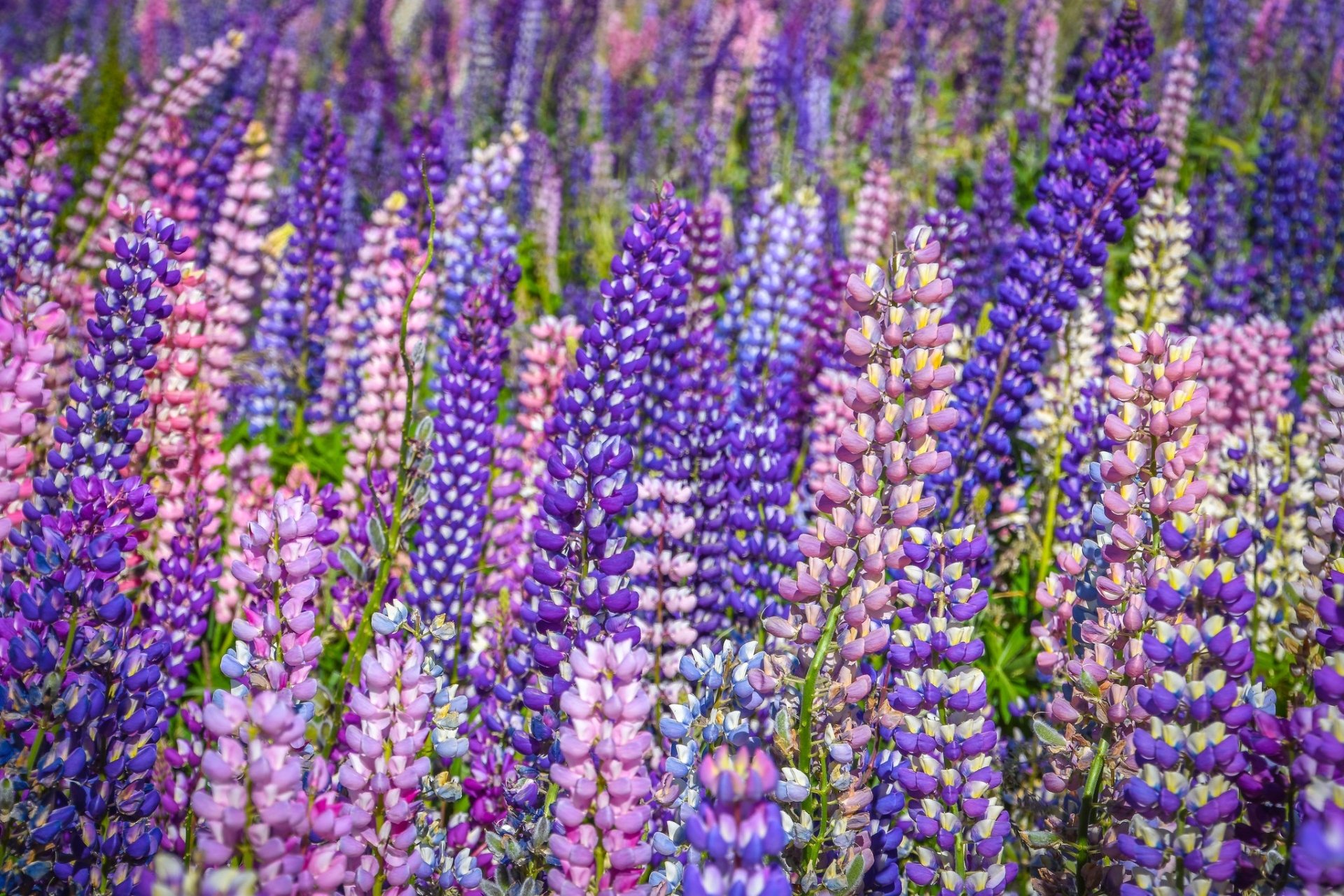Download Flower Nature Lupine HD Wallpaper
