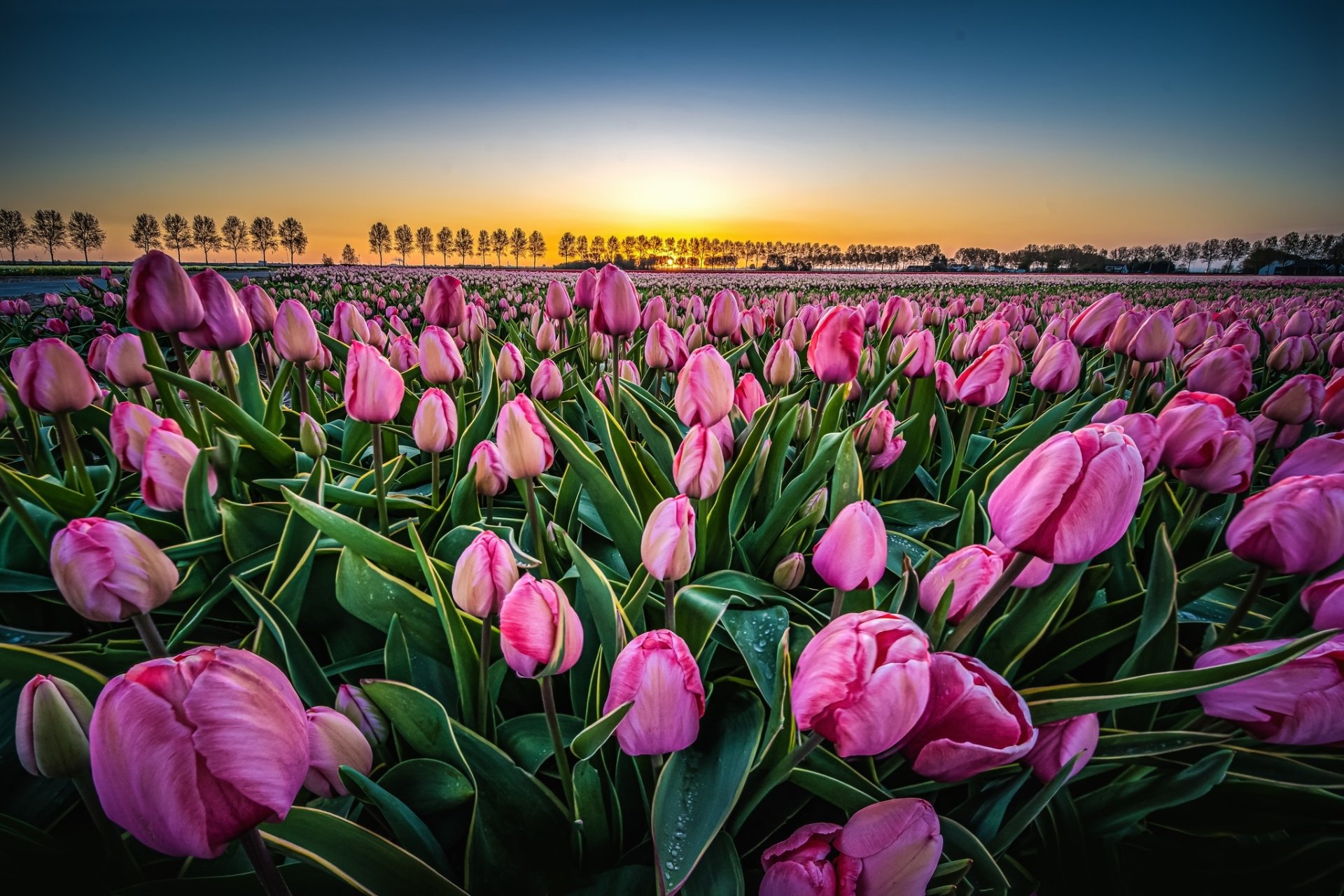 Nature Tulip HD Wallpaper