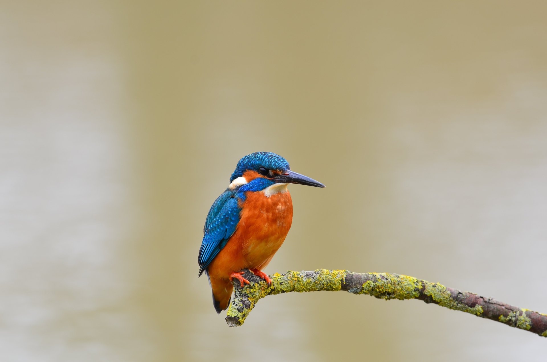 Download Bird Animal Kingfisher 4k Ultra HD Wallpaper