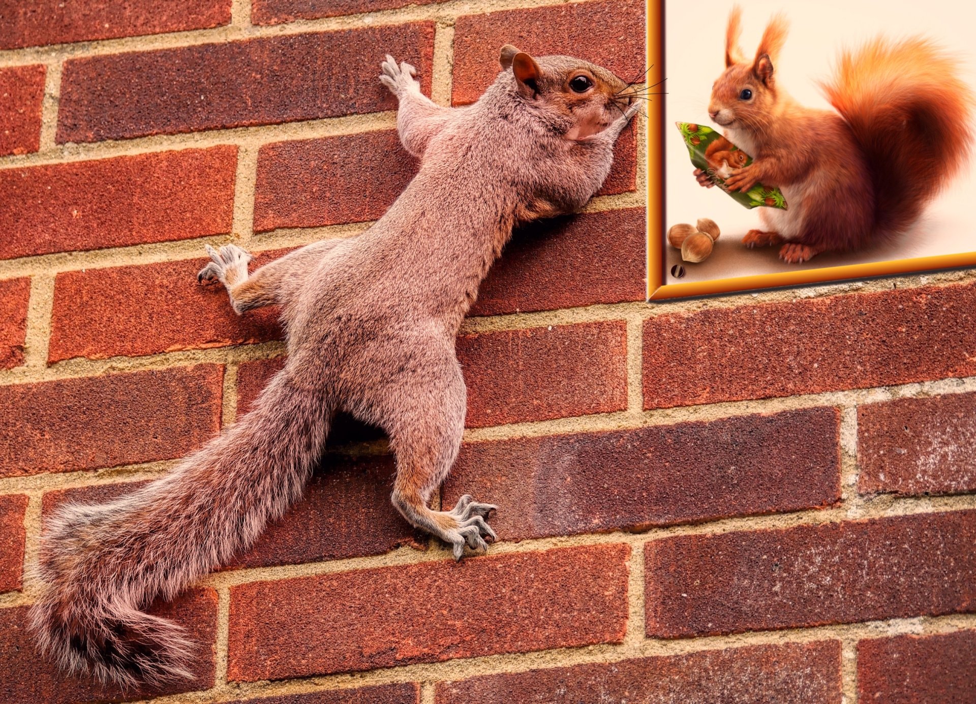 Download Humor Rodent Animal Squirrel HD Wallpaper | 2560x1847 ...