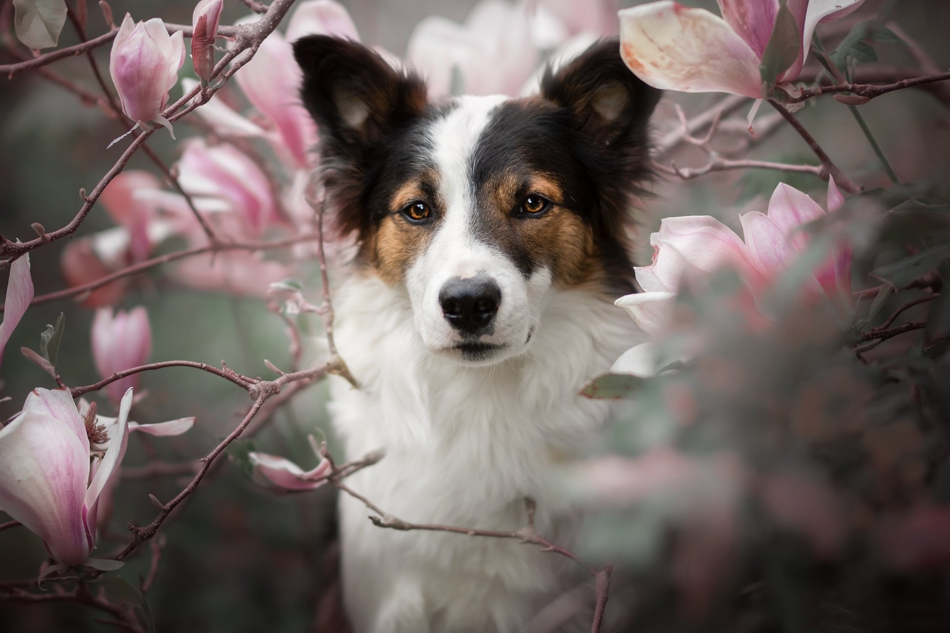 Download Magnolia Flower Animal Dog HD Wallpaper